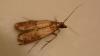Plodia interpunctella